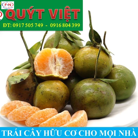 Quýt Việt Đường Size lớn (5-6 trái)